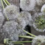 Allergie: bere due litri d’acqua al giorno per contrastarne i sintomi