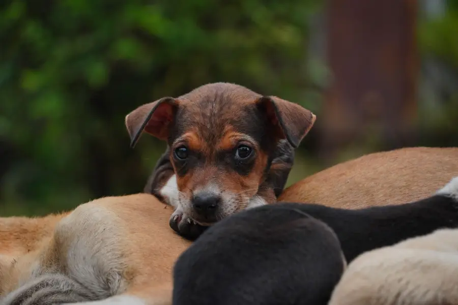 Razze cani da guardia famiglia: quale scegliere