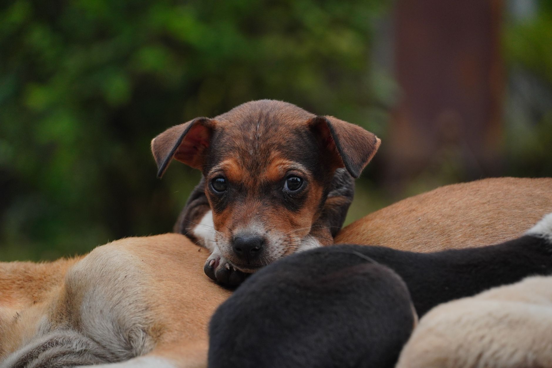 Razze cani da guardia famiglia: quale scegliere