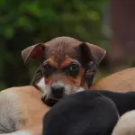 Razze cani da guardia famiglia: quale scegliere