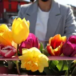 Linguaggio dei fiori: cosa comunica ogni mazzo
