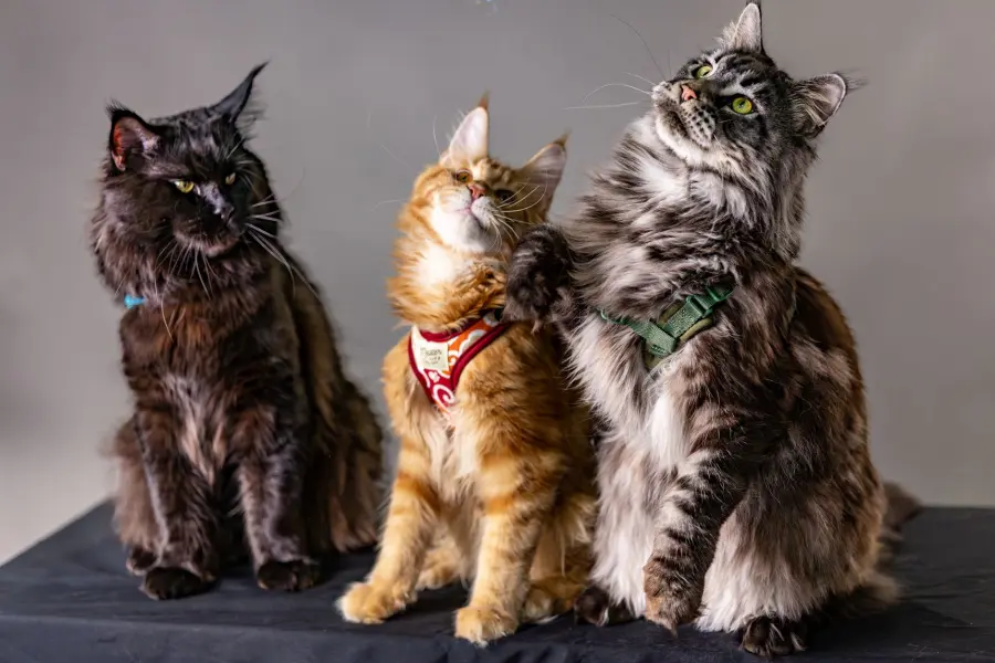 Razze gatti coccole: le più affettuose