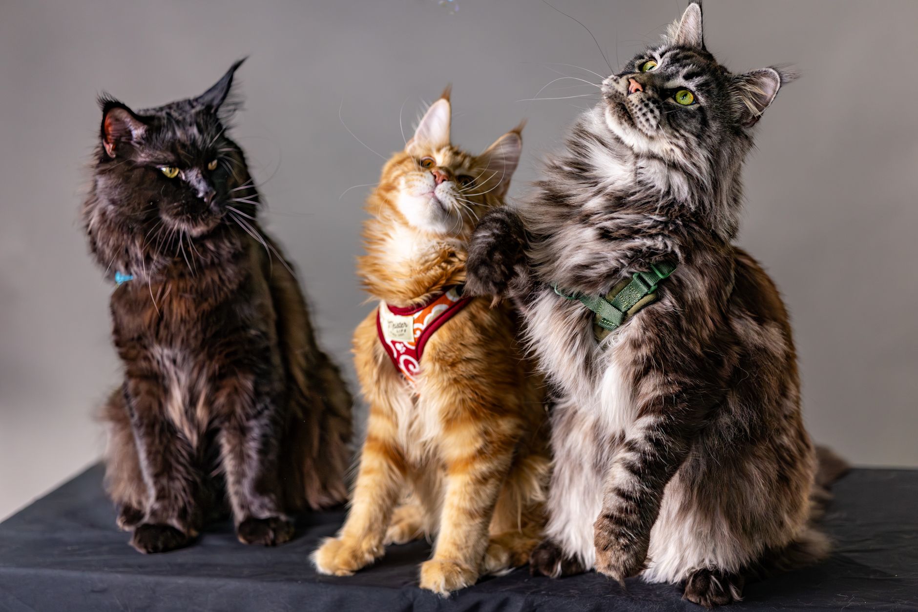 Razze gatti coccole: le più affettuose