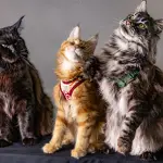 Razze gatti coccole: le più affettuose