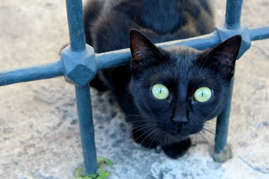 Gatti neri superstizione: origini, miti e conseguenze