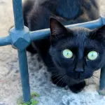 La superstizione sui gatti neri superstizione: origini, miti e conseguenze