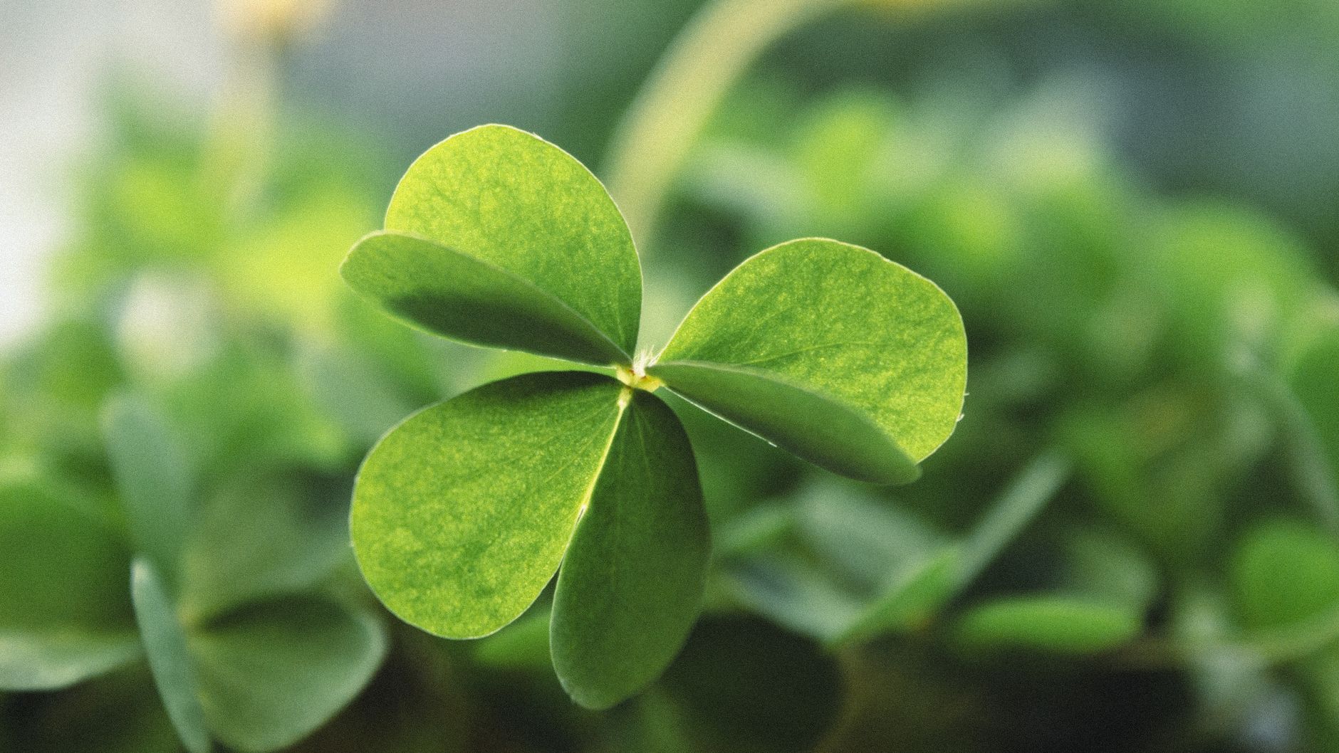 Quadrifoglio: significato e origini della fortuna