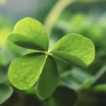 Quadrifoglio: significato e origini della fortuna