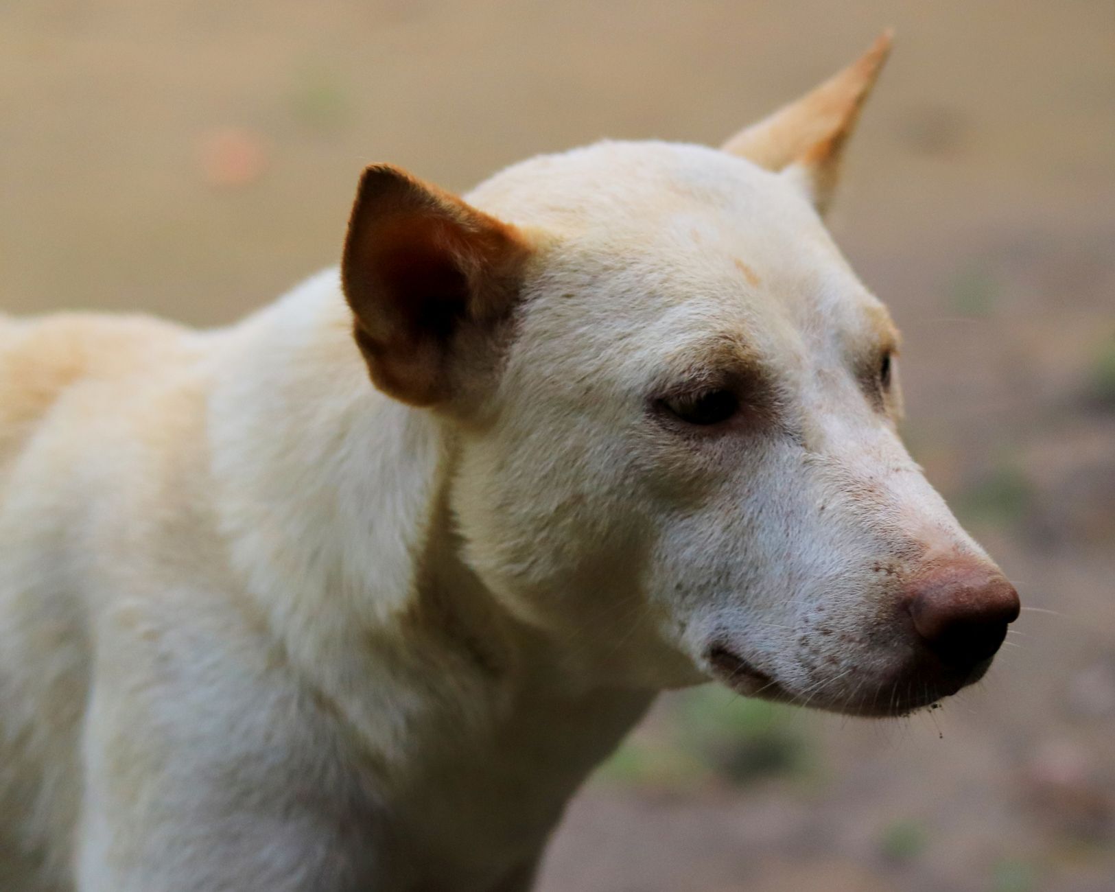 Razze di cani longeve: vita lunga e sana