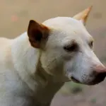 Razze di cani longeve: vita lunga e sana