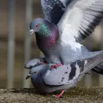 Rete anti volatili: come orientarsi in fase di scelta