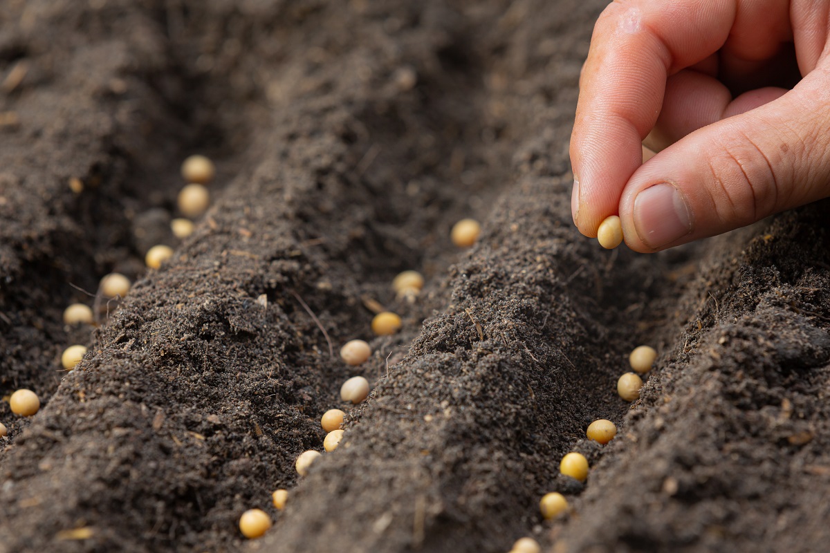 Cosa sono e come funzionano le seed bank Cosa sono e come funzionano le seed bank